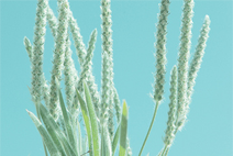 免费轰炸软件版